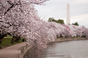 Dressing Professionally in the Workplace – Washington D.C.